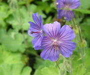 Geranium platypetalum 'Turco'