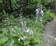 Hosta fortunei