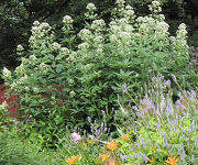 Eupatorium maculatum 'Album'