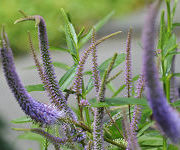 Veronicastrum virginicum 'Fascination'