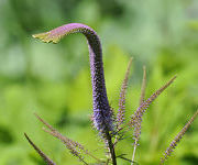 Veronicastrum_virgicum_Fascination_7.jpg