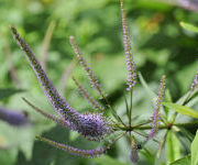 Veronicastrum_virgicum_Fascination_8.jpg