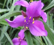 Tradescantia 'Concord Grape'