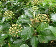 Hedera helix