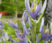 Camassia leichtlinii 'Caerulea'