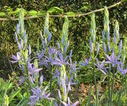 Camassia_leichtlinii_Caerulea_2.JPG