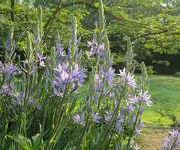 Camassia_leichtlinii_Caerulea_3.JPG