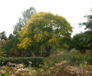 Acer cappadocicum 'Aureum'