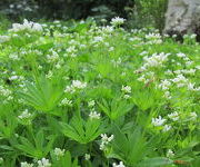 Galium odoratum