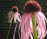 Echinacea pallida 