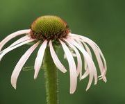 Echinacea_pallida_2.jpg