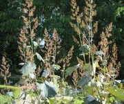 Macleaya cordata var. yedoensis