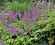 Astilbe chinensis 'Pumila'