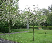 Malus domestica 'Bramley's Seedling'