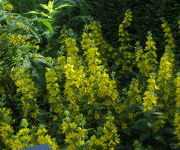 Lysimachia punctata