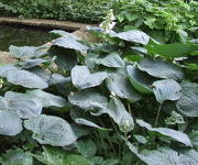 Hosta sieboldiana 'Elegans'