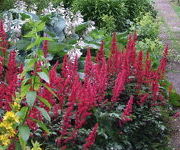 Astilbe 'Fanal'