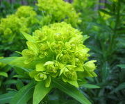 Euphorbia palustris 'Walenburg's Glorie'