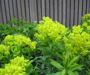 Euphorbia_palustris_Walenburgs_Glory_-Oude_proeftuin_1.JPG
