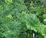 Euphorbia_palustris_Walenburgs_Glory_1.JPG