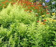 Solidago_Golden_Gate3.JPG