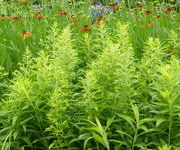 Solidago_Golden_Gate_2.JPG