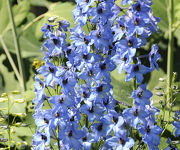 Delphinium 'Blauwal'