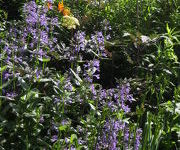 Nepeta sibirica