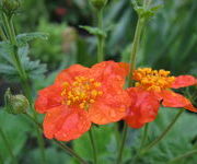 Geum coccineum 'Borisii'