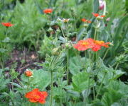 Geum_coccineum_Borisii_-Oude_proeftuin_1.JPG