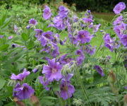 Geranium x magnificum