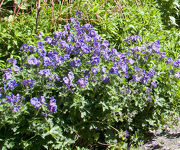 Geranium_magnificum_1.JPG