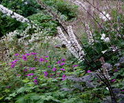 Actaea simplex 'Atropurpurea'