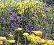 Aconitum_henryi_Sparks_Variety.jpg