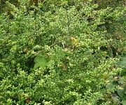 Ilex crenata