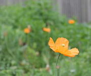 Papaver oreophilum