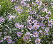 Aster laevis 'Calliope'