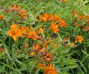 Alstroemeria aurea 'Orange King'