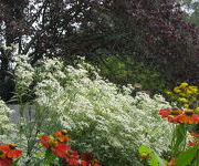 Aster umbellatus