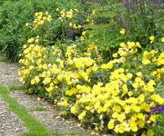 Oenothera fruticosa ssp. glauca