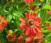 Helenium 'Baudirektor Linne'