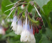 Symphytum grandiflorum 'Wisley Blue'