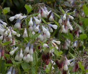 Symphytum_grandiflorum_Wisley_Blue_3.jpg