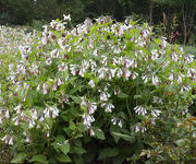 Symphytum_grandiflorum_Wisley_Blue_4.jpg