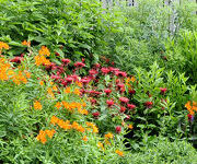 Monarda 'Jacob Cline'