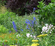 Delphinium 'Schonbuch'