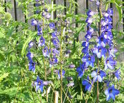 Delphinium 'Finsteraarhorn'