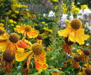 Helenium 'Waltraut'