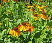 Helenium_Waltraut_1.JPG