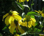 Rudbeckia nitida 'Herbstsonne'